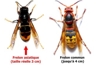 frelons-asiatiques__